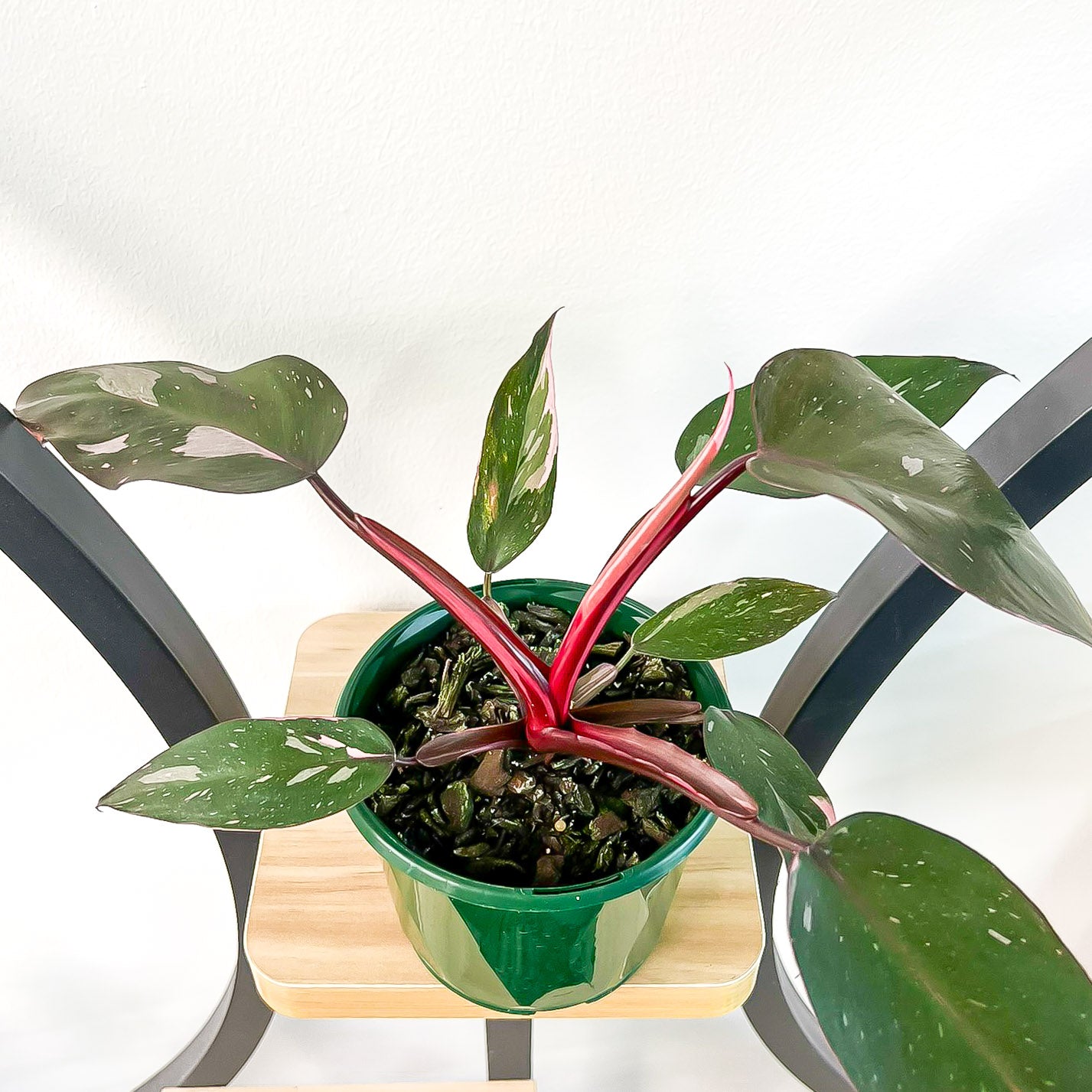 Philodendron Pink Princess | The Plant Boys