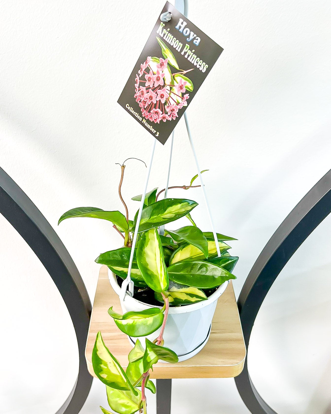 Hoya Krimson Princess | The Plant Boys