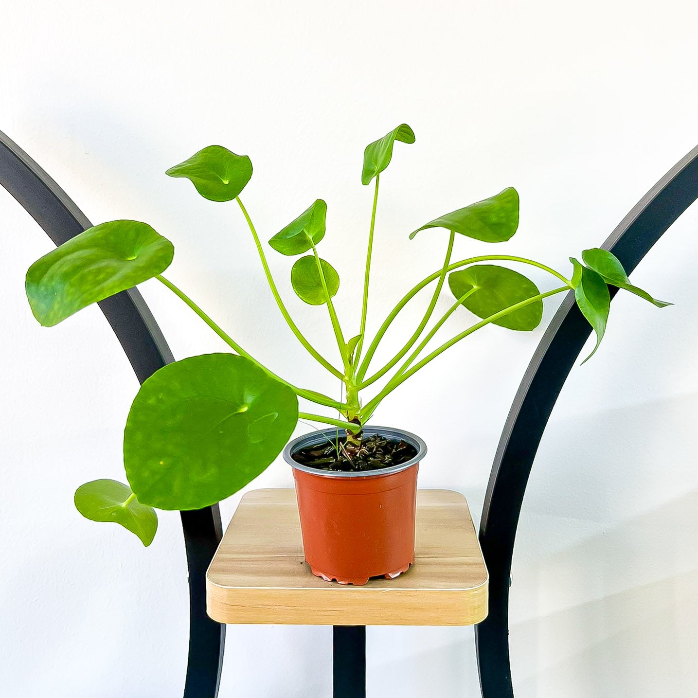 Pilea Chinese Money Plant