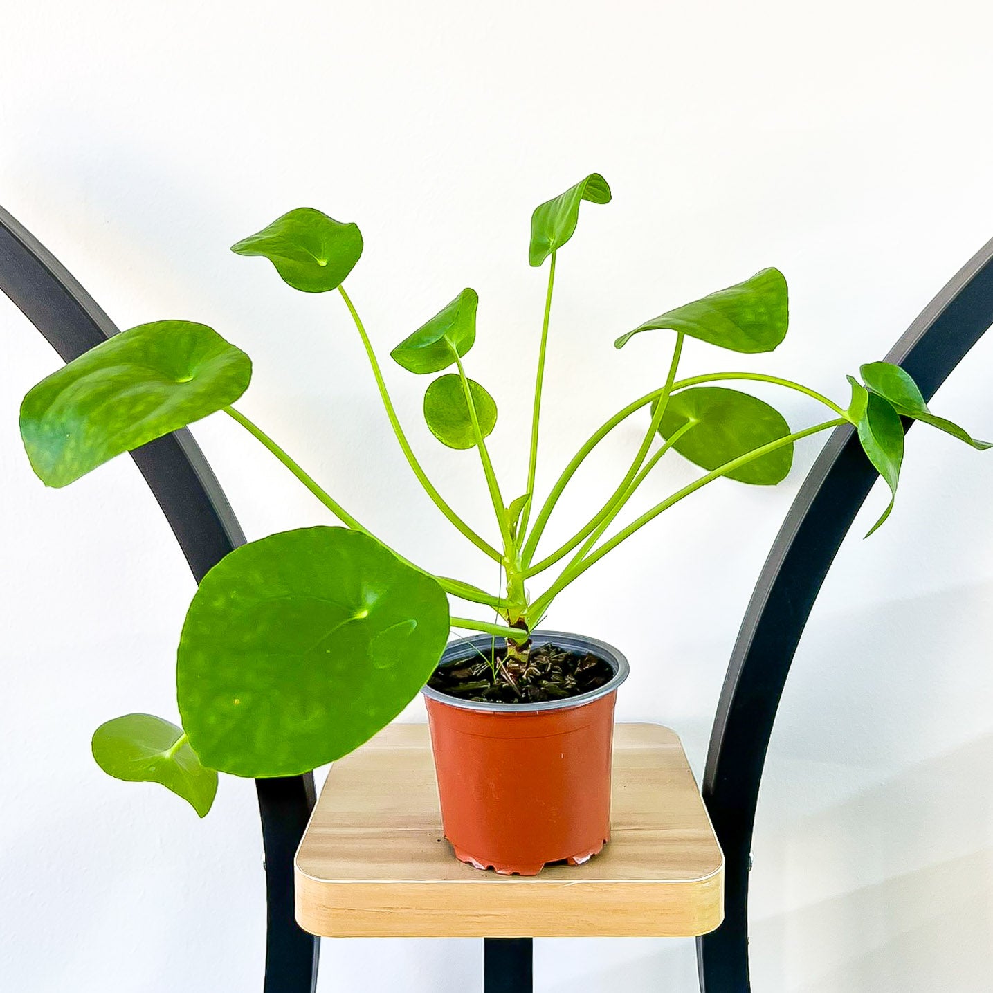 Pilea Chinese Money Plant
