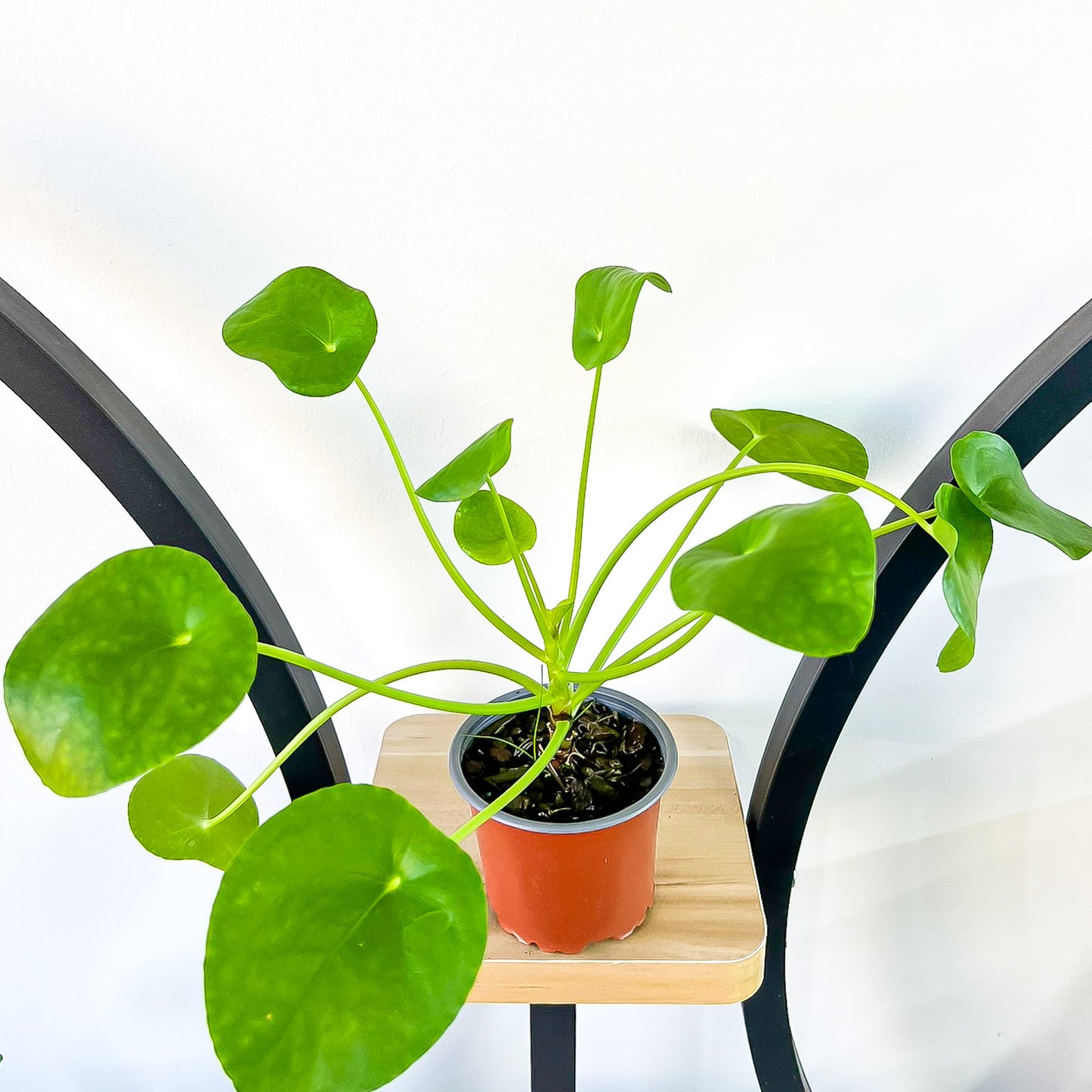 Pilea Chinese Money Plant