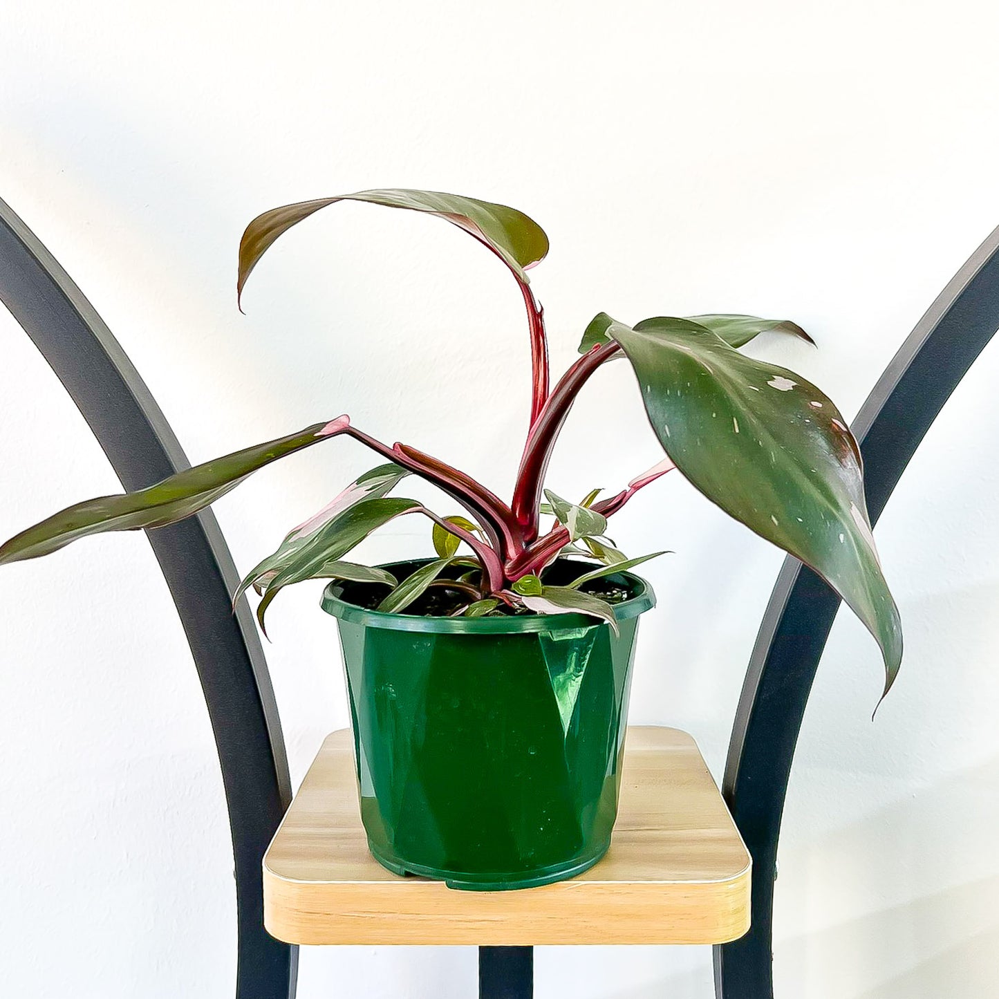 Philodendron Pink Princess | The Plant Boys