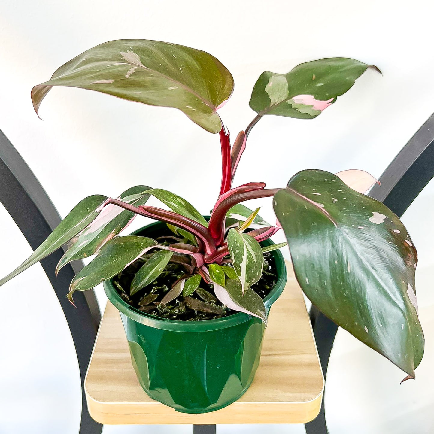 Philodendron Pink Princess | The Plant Boys