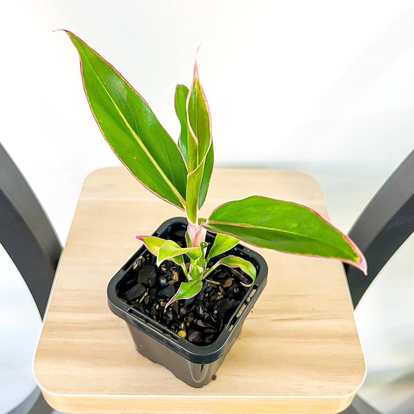 Aglaonema Siam Aurora | The Plant Boys