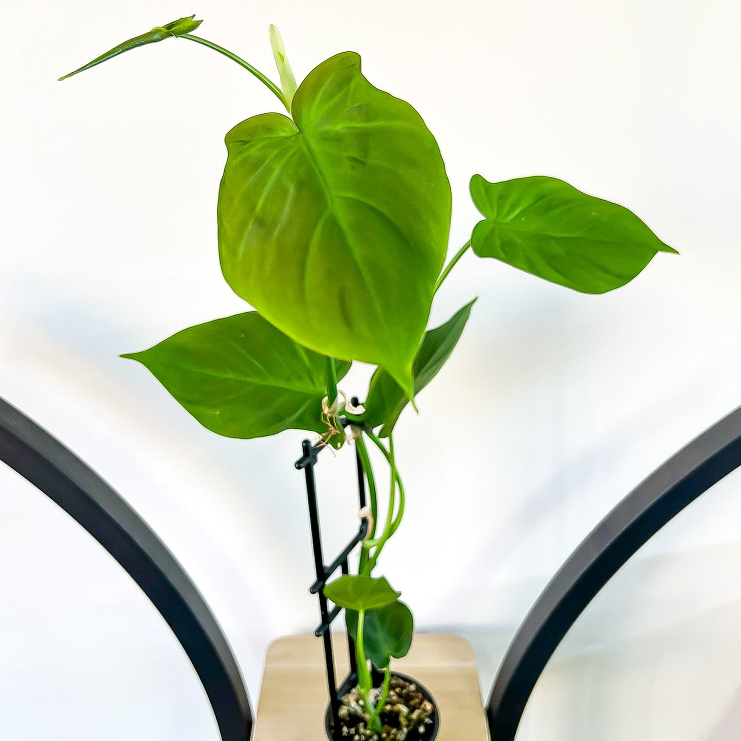 Philodendron Camposportoanum