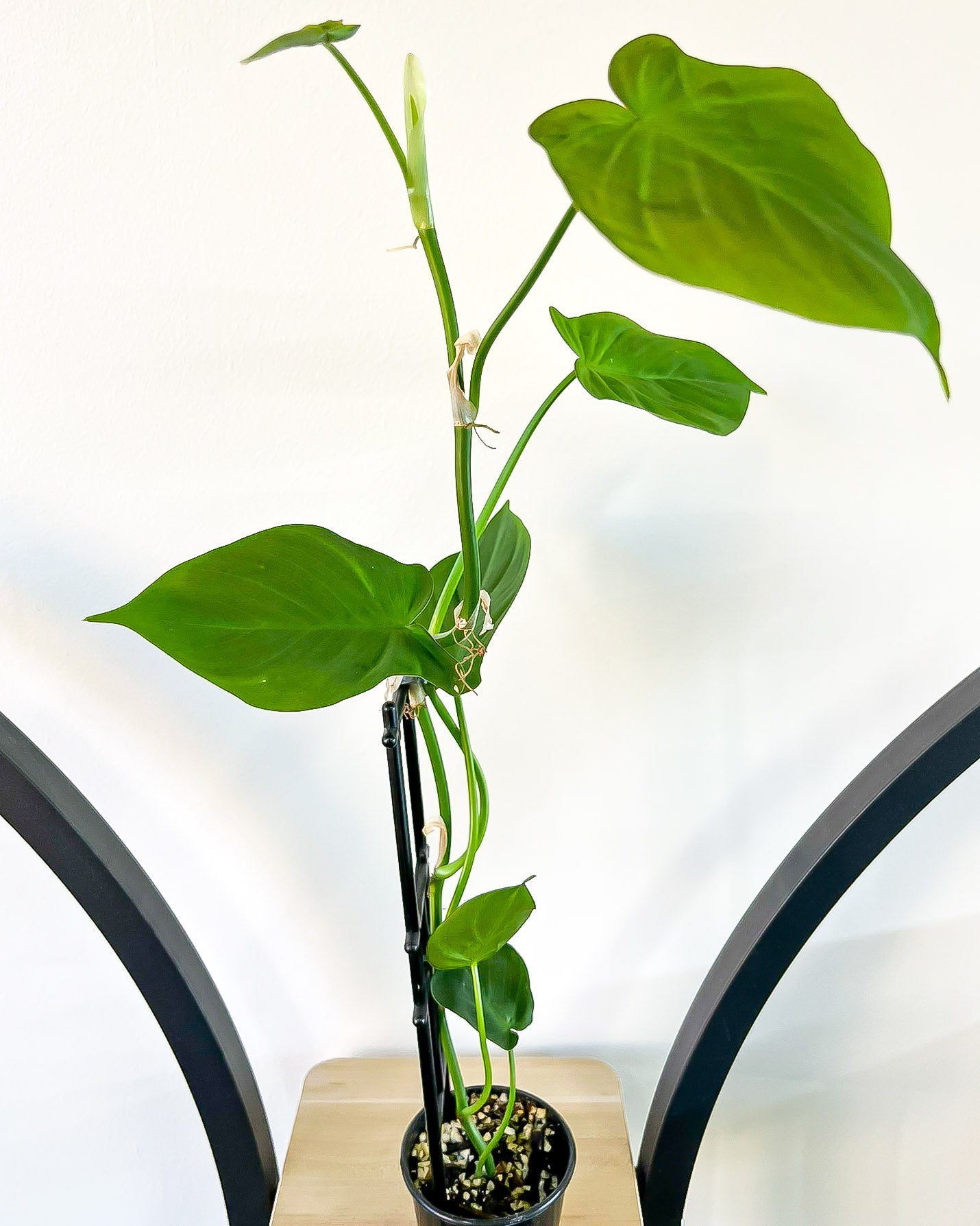 Philodendron Camposportoanum