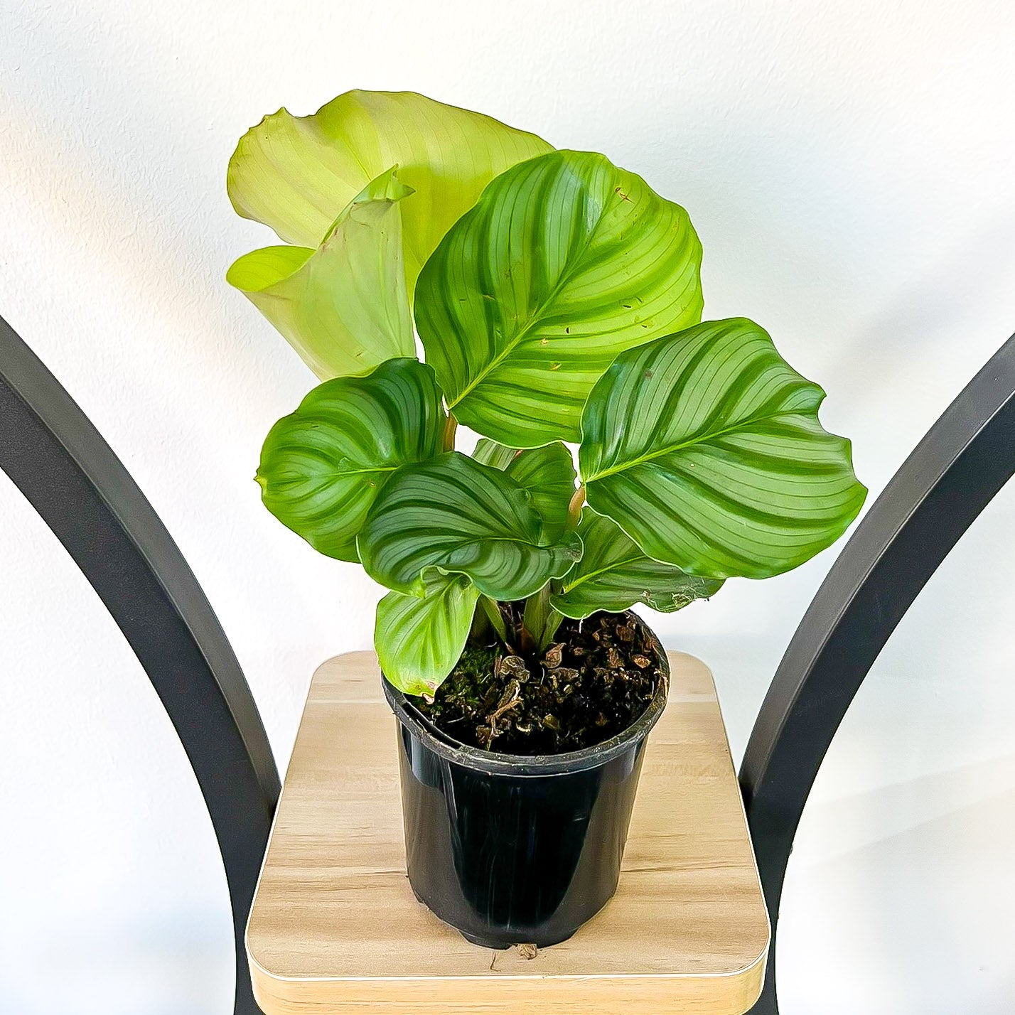 Calathea Orbifolia
