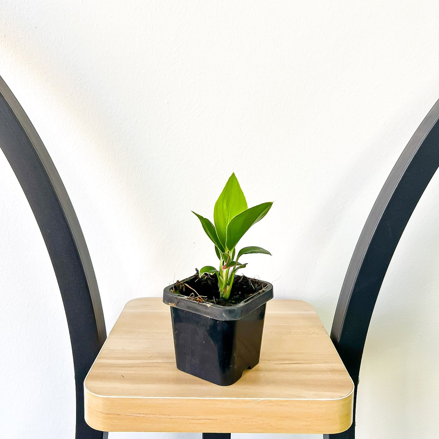 Aglaonema Sapphire | The Plant Boys