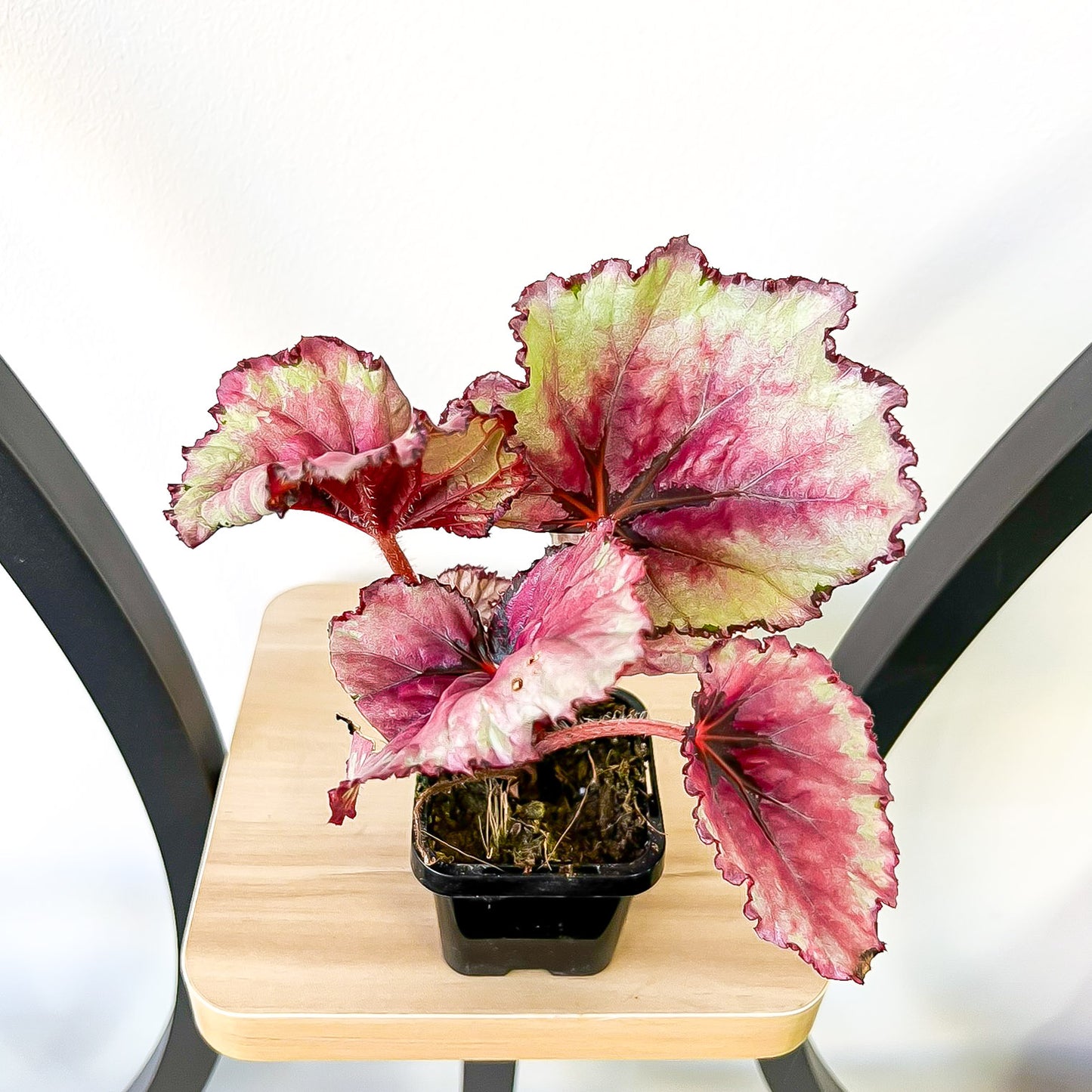 Begonia Kotobuki