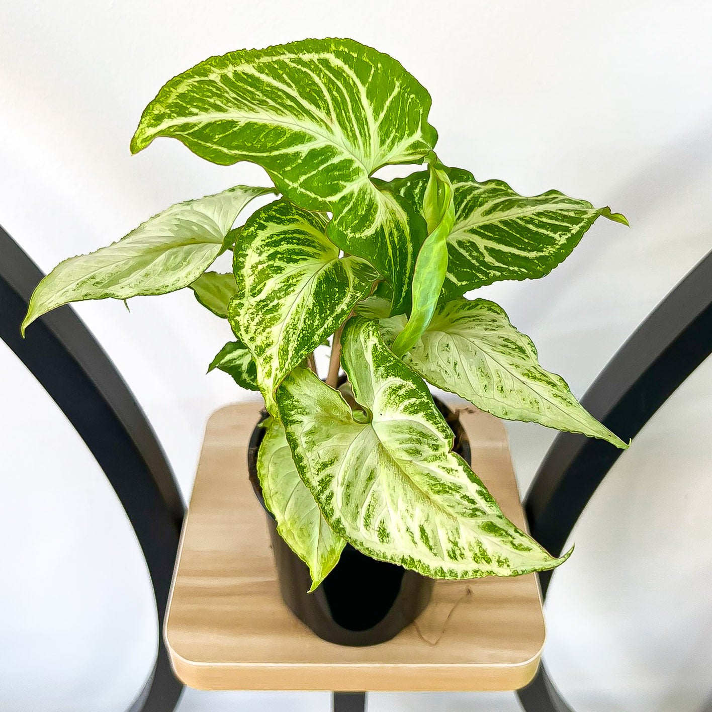 Syngonium Blizzard