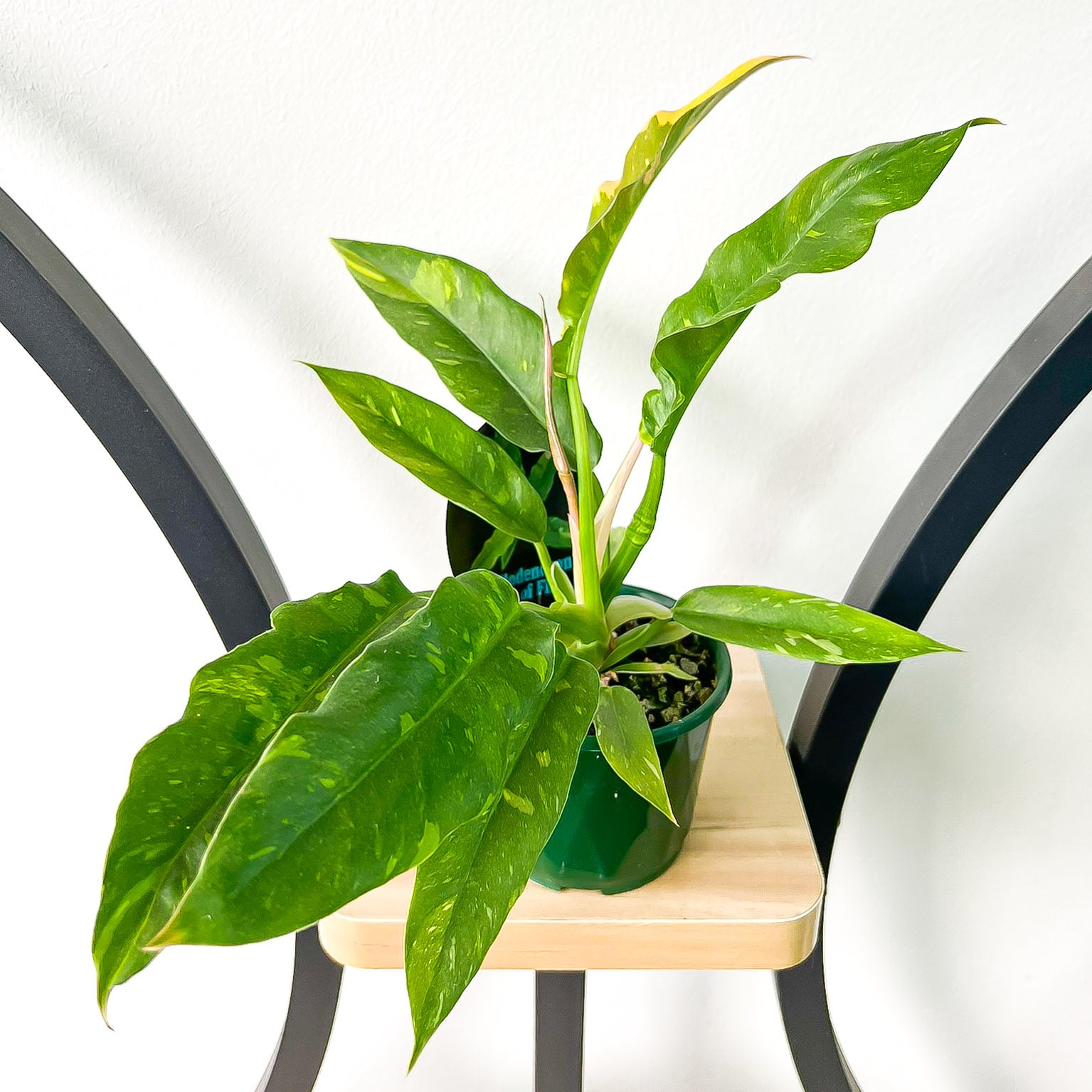 Philodendron Ring of Fire | The Plant Boys