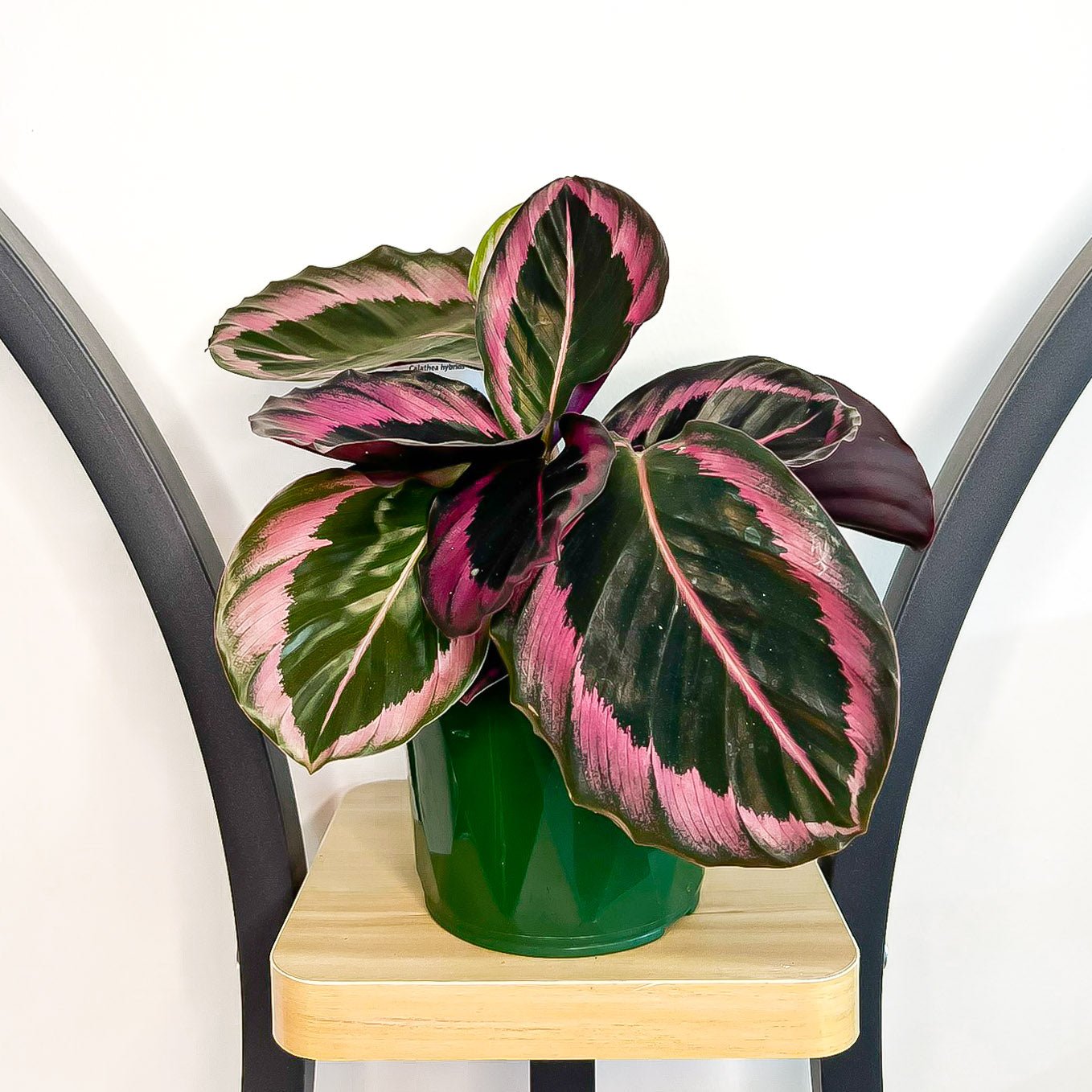 Calathea Red Mojo – The Plant Boys
