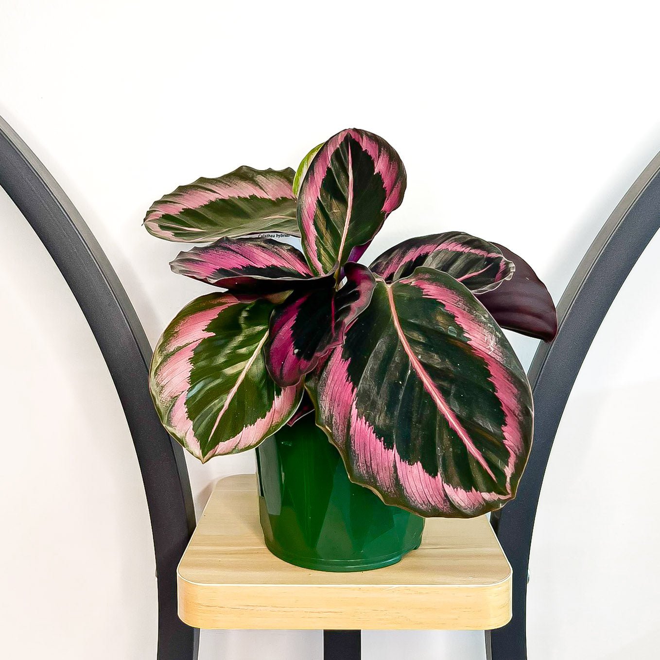 Calathea Red Mojo | The Plant Boys