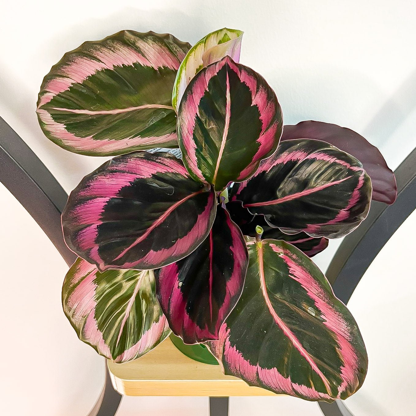 Calathea Red Mojo | The Plant Boys
