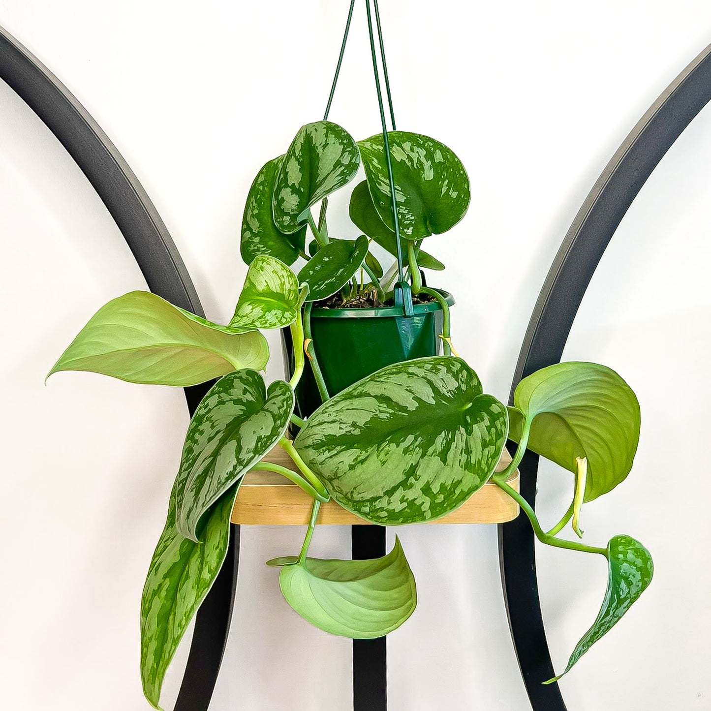 Scindapsus Silver Satin | The Plant Boys