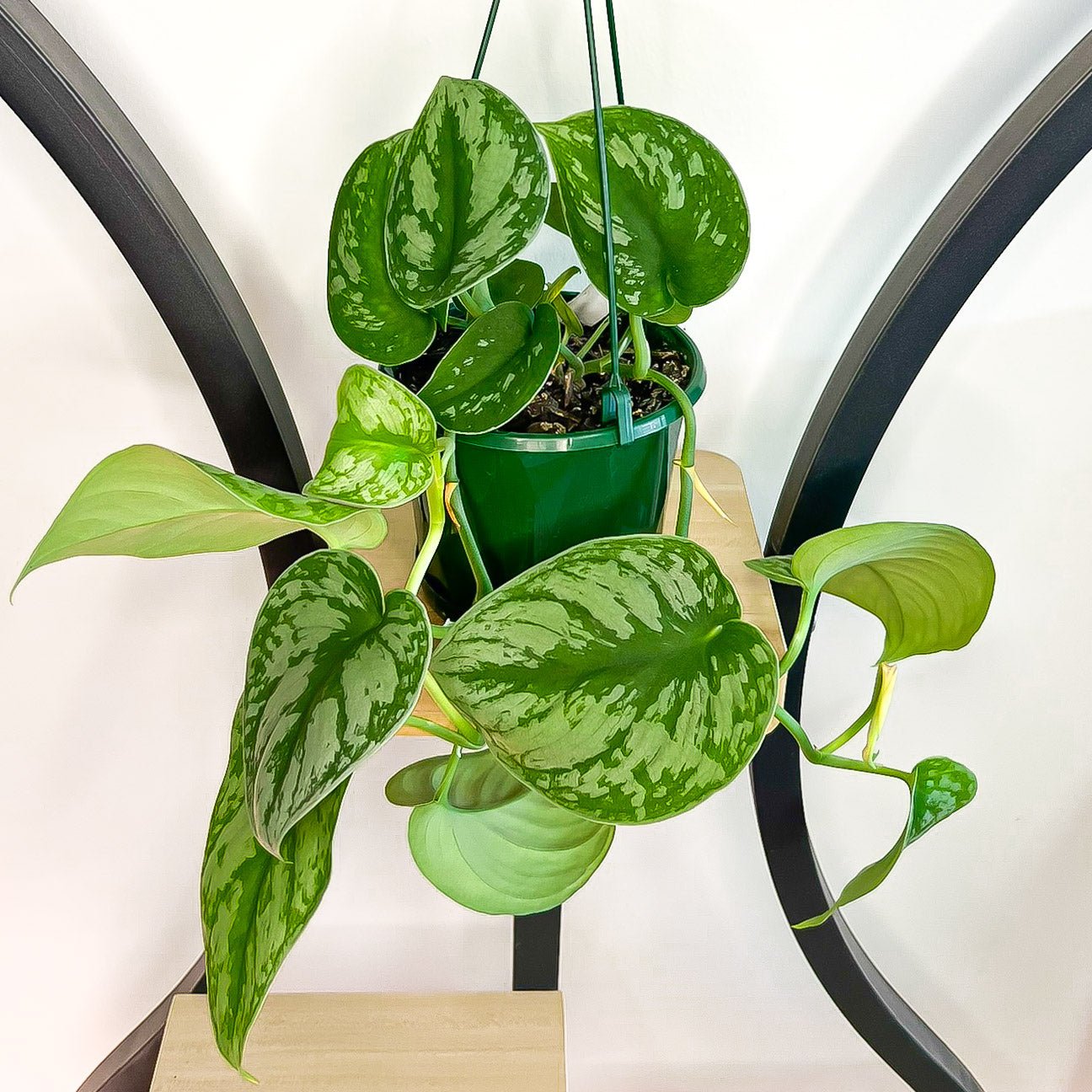 Scindapsus Silver Satin | The Plant Boys