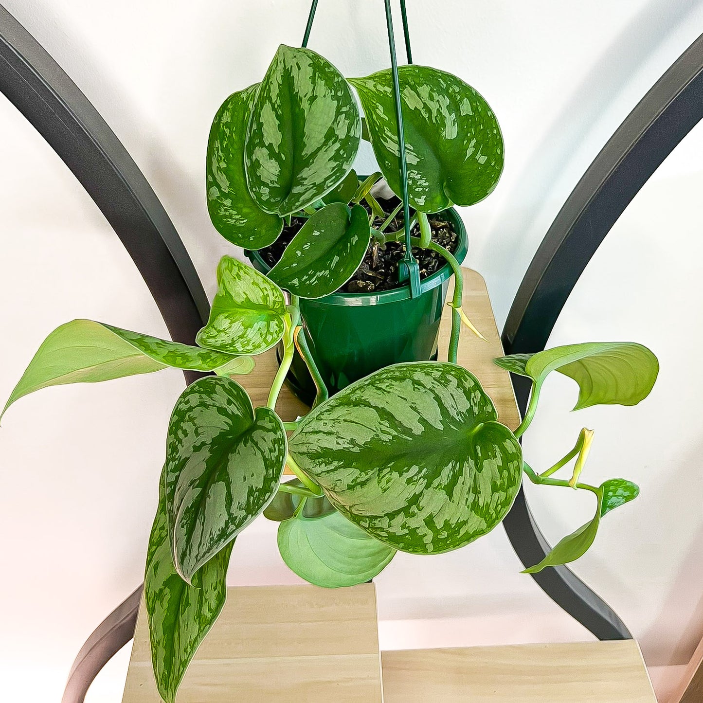 Scindapsus Silver Satin | The Plant Boys