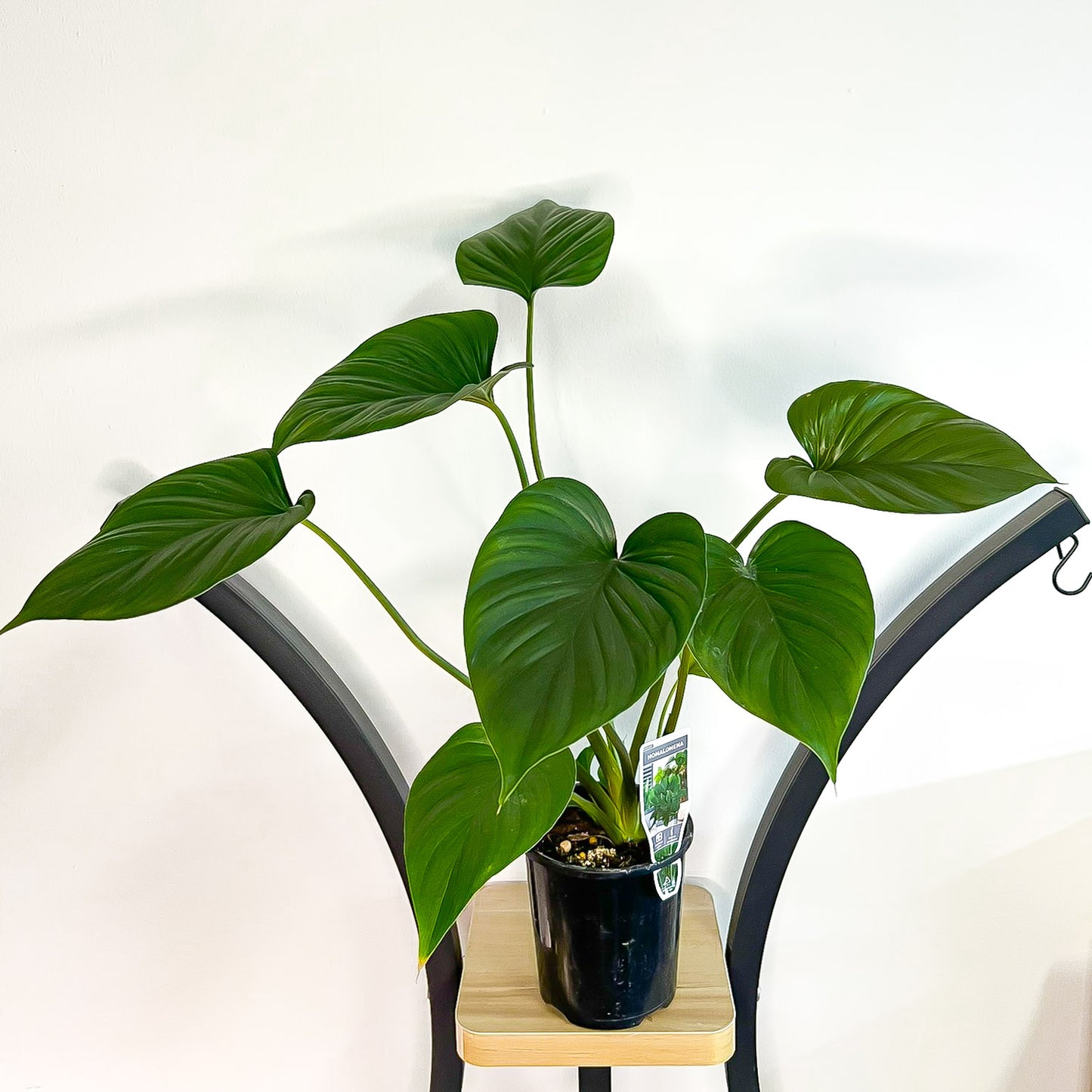 Homalomena Black (Large) | The Plant Boys