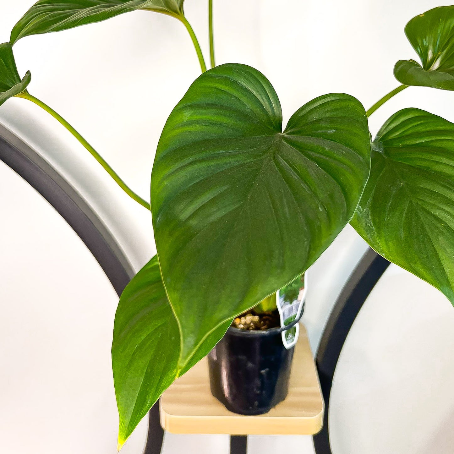 Homalomena Black (Large) | The Plant Boys