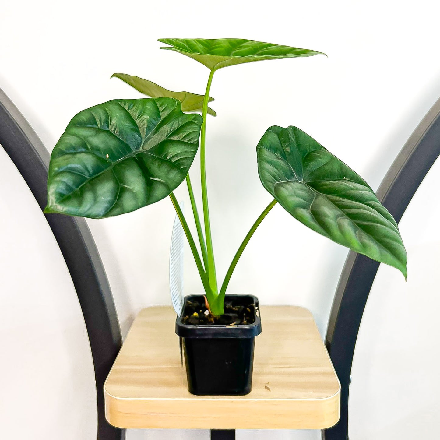 Alocasia Sinuata