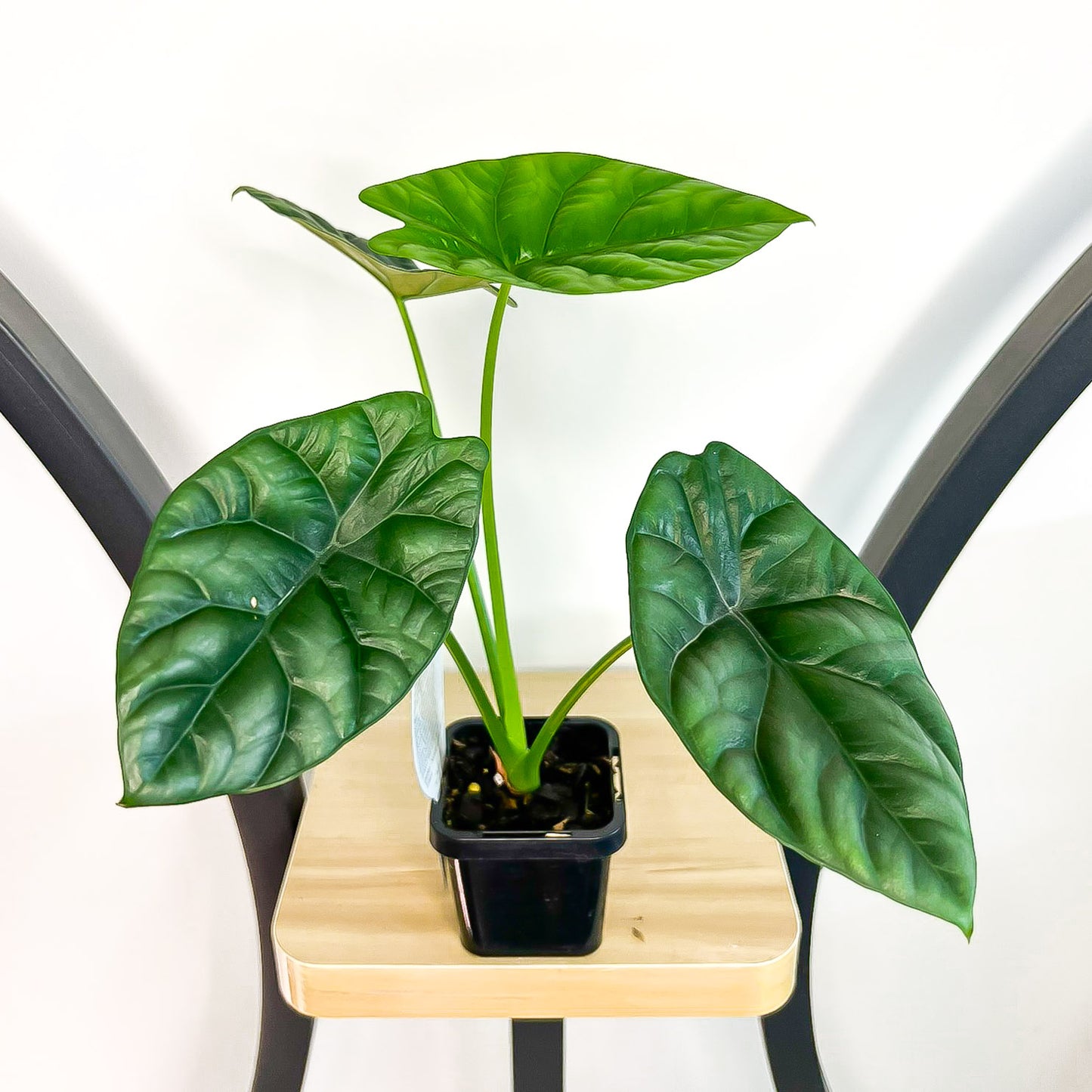 Alocasia Sinuata