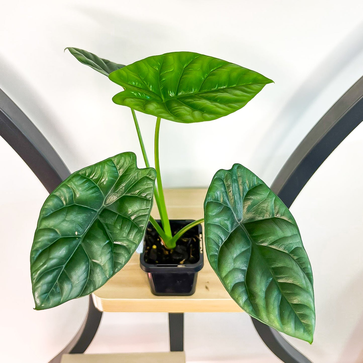 Alocasia Sinuata