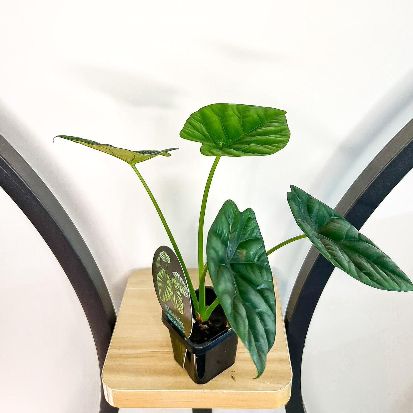 Alocasia Sinuata