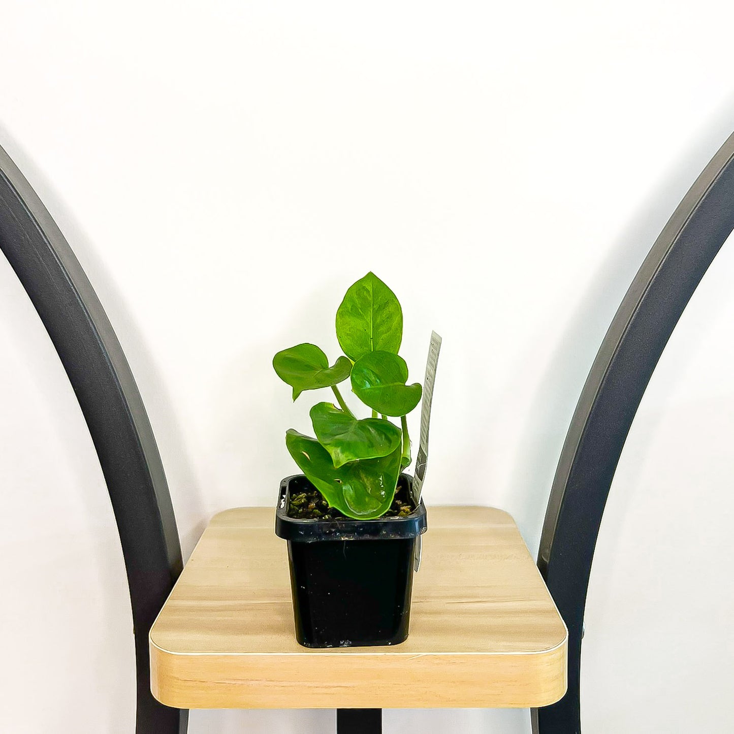 Pothos Green Queen