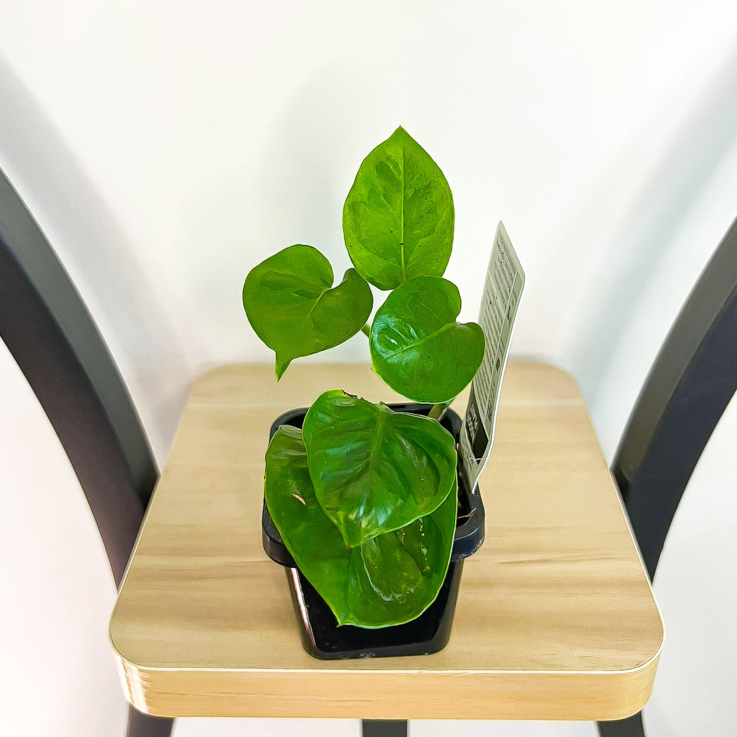 Pothos Green Queen