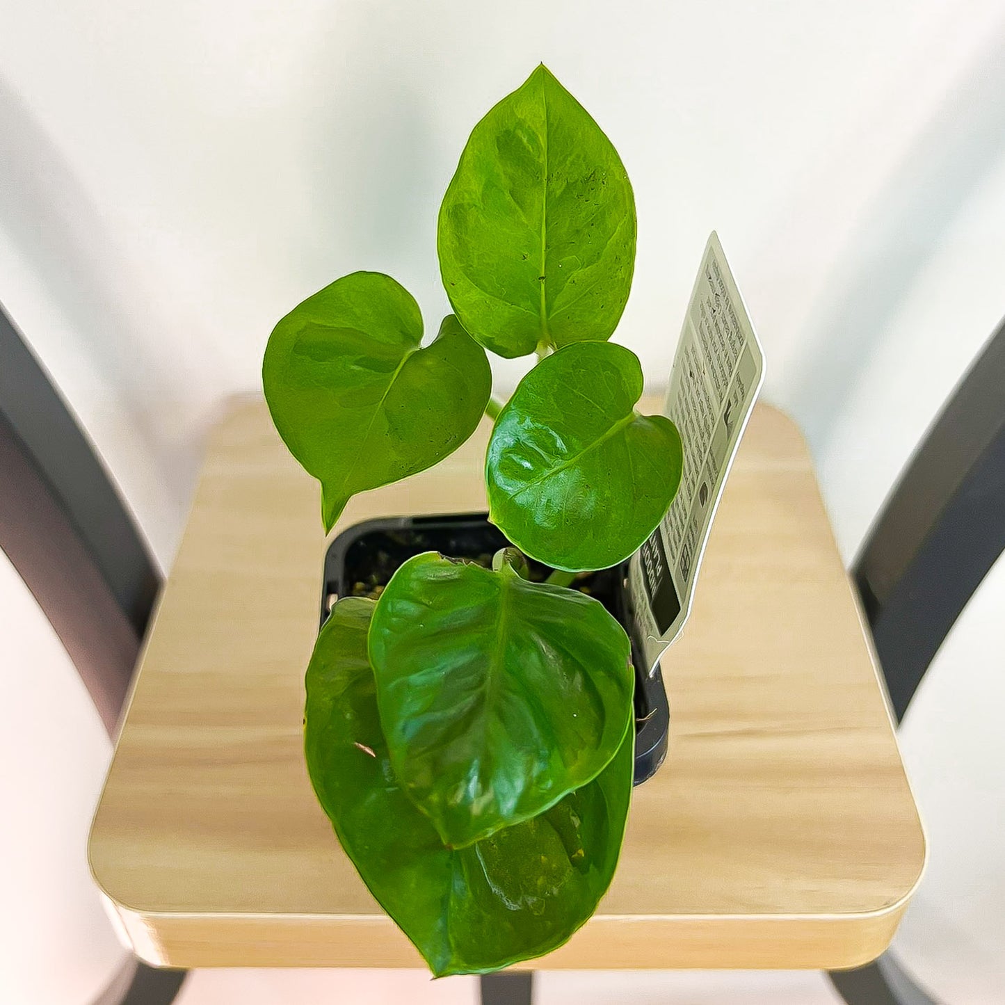 Pothos Green Queen