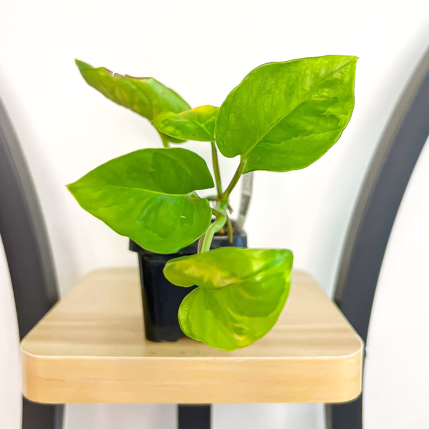 Pothos Green Queen