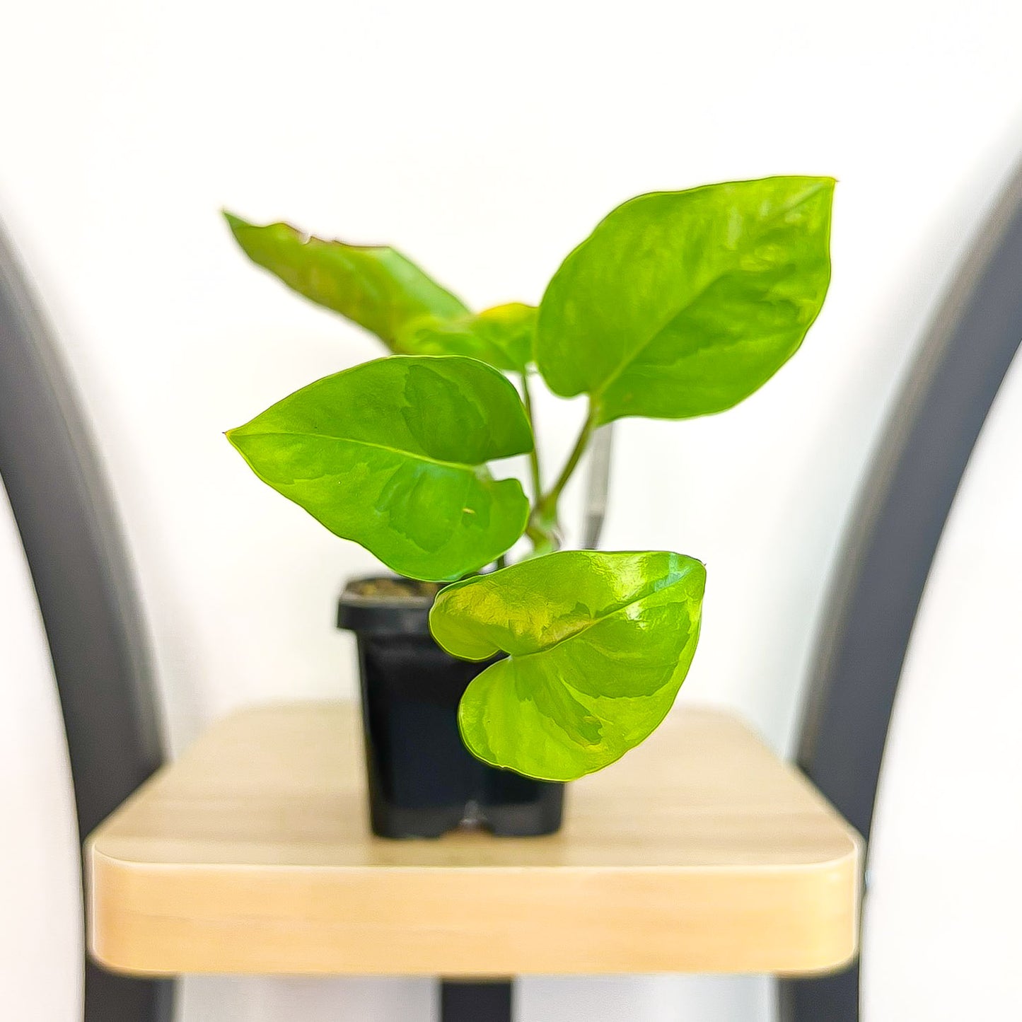 Pothos Green Queen