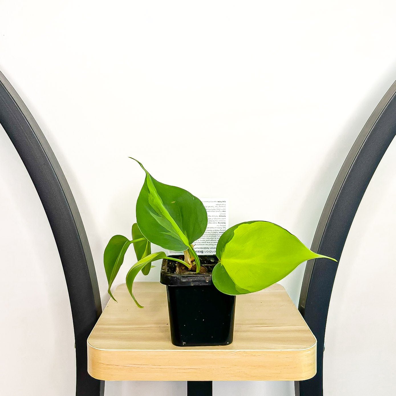 Philodendron Brasil | The Plant Boys
