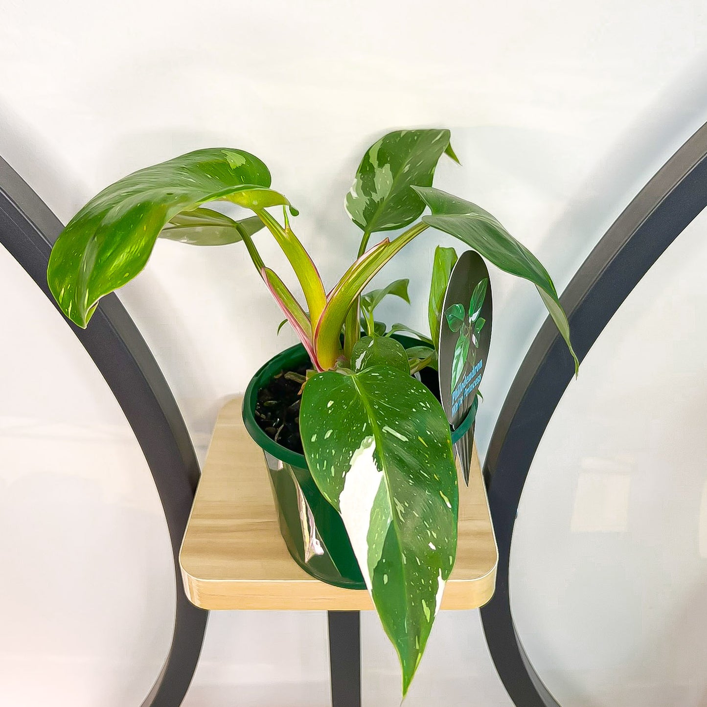 Philodendron White Princess