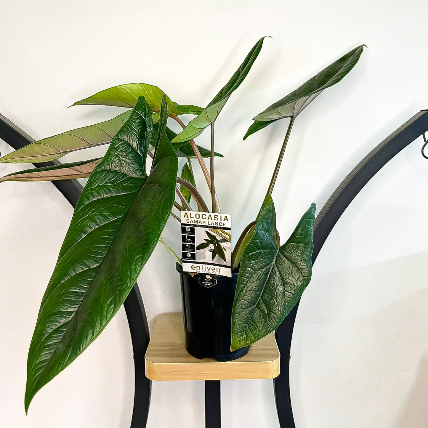 Alocasia Samar Lance (Large) | The Plant Boys