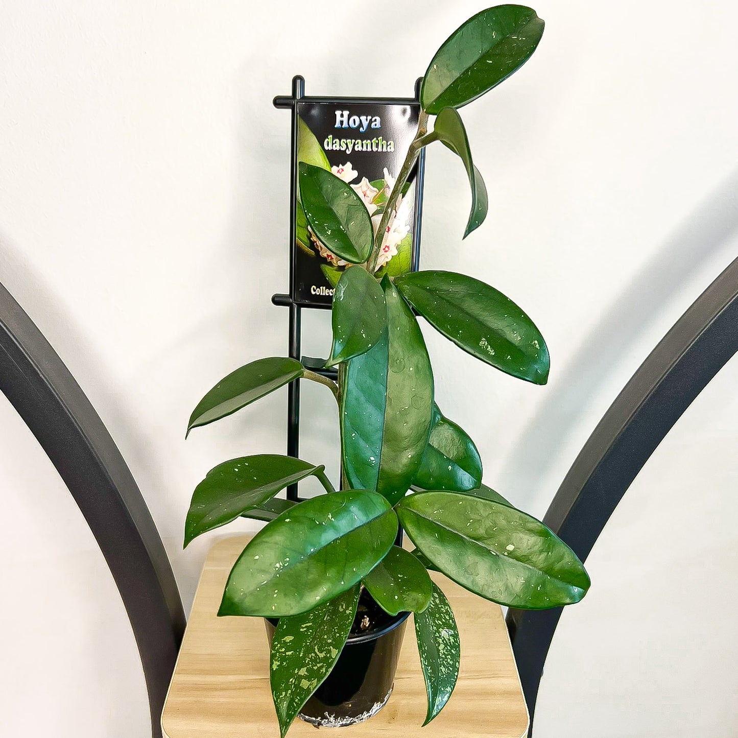 Hoya Dasyantha