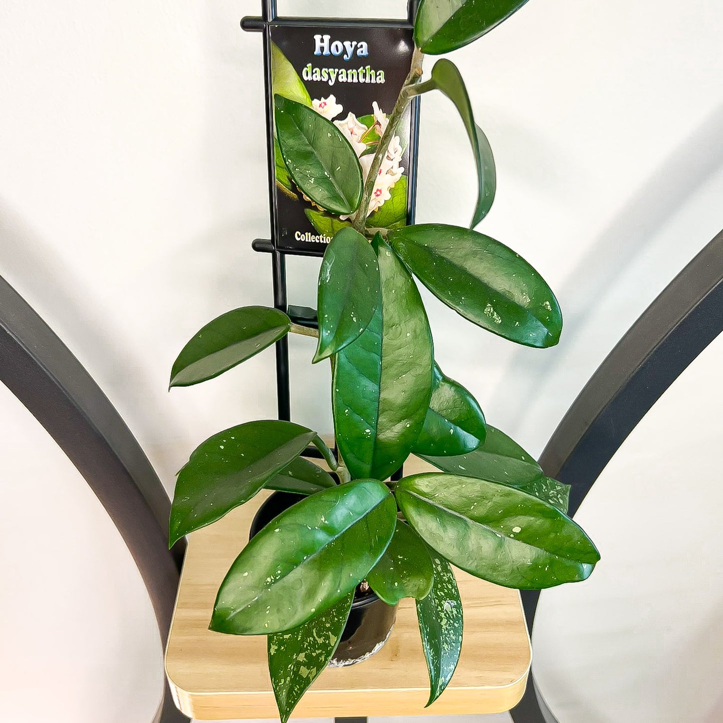 Hoya Dasyantha