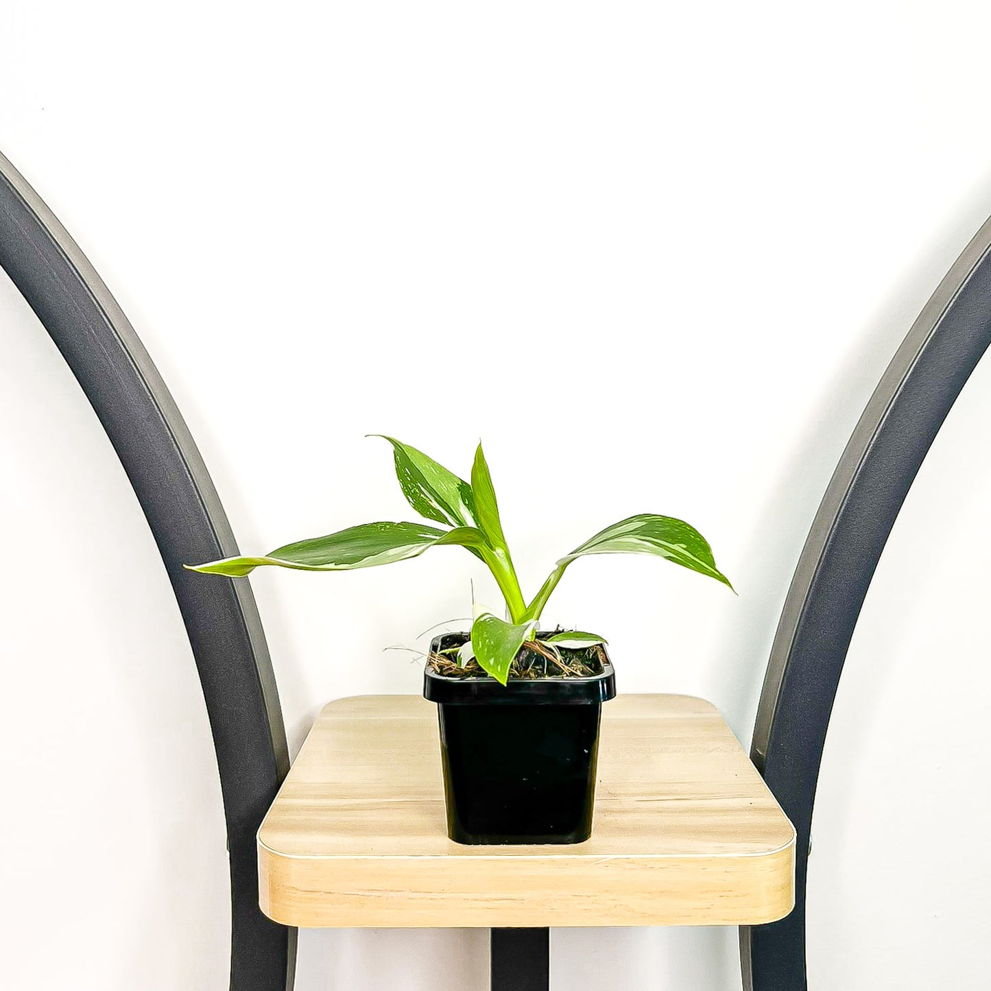 Philodendron White Wizard