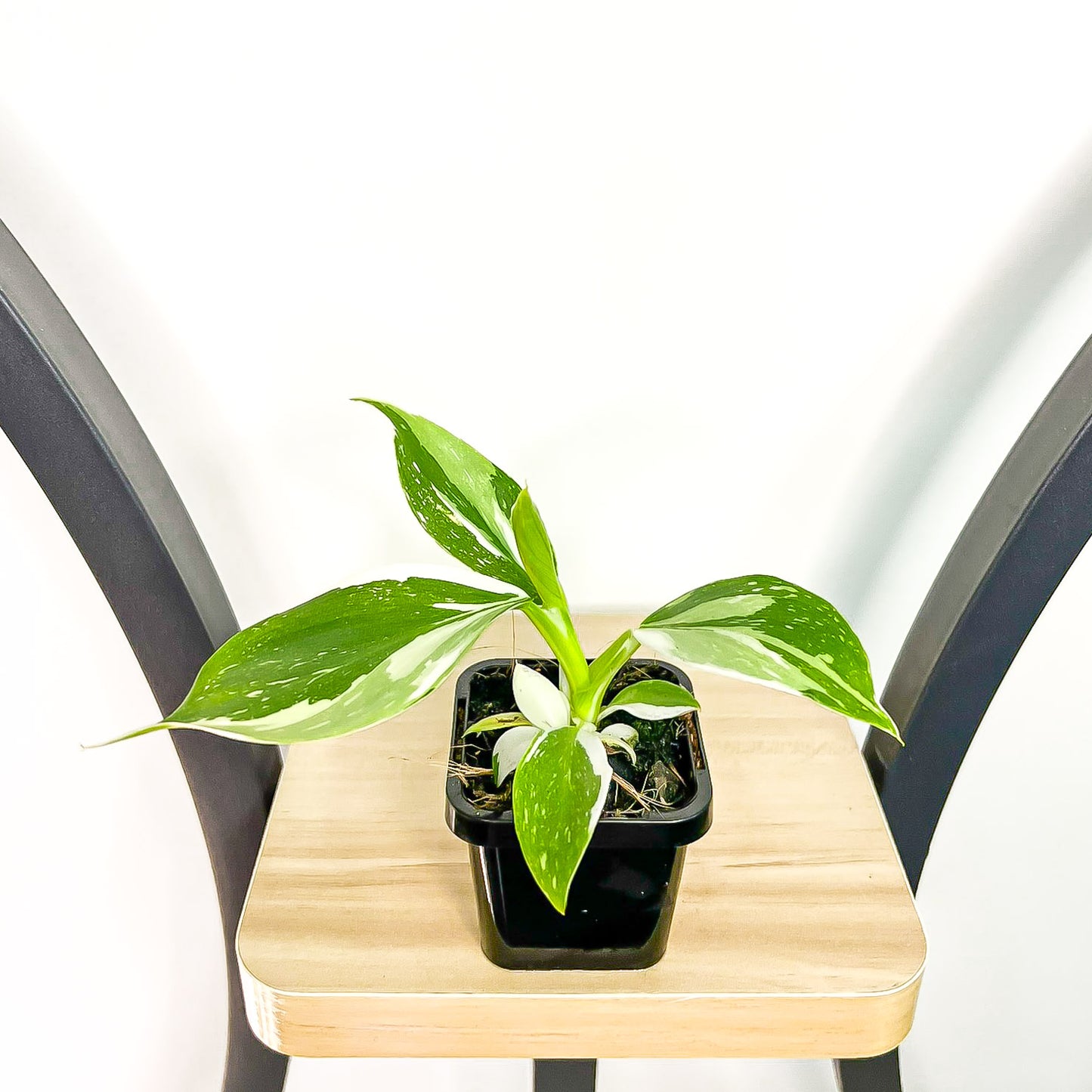 Philodendron White Wizard