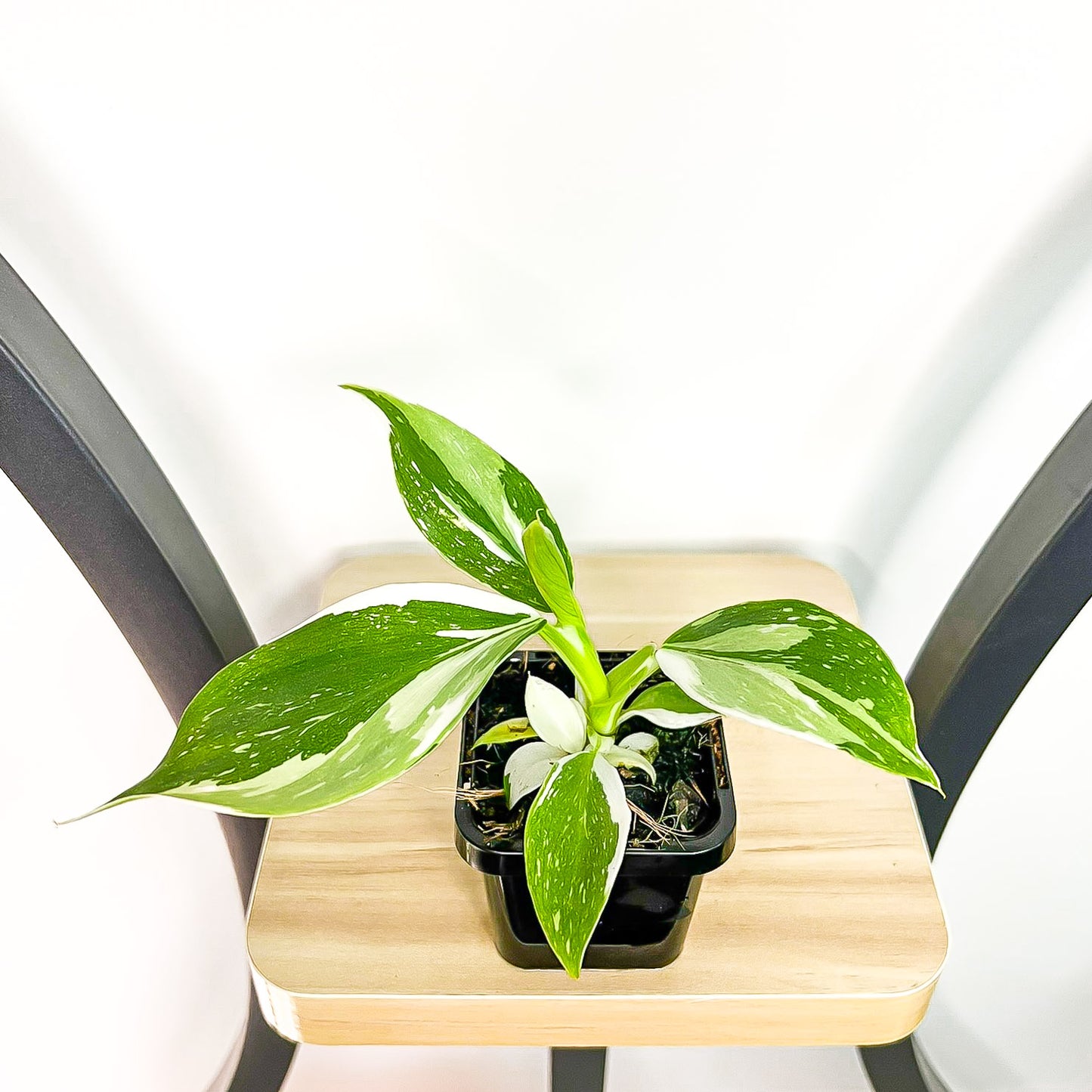 Philodendron White Wizard