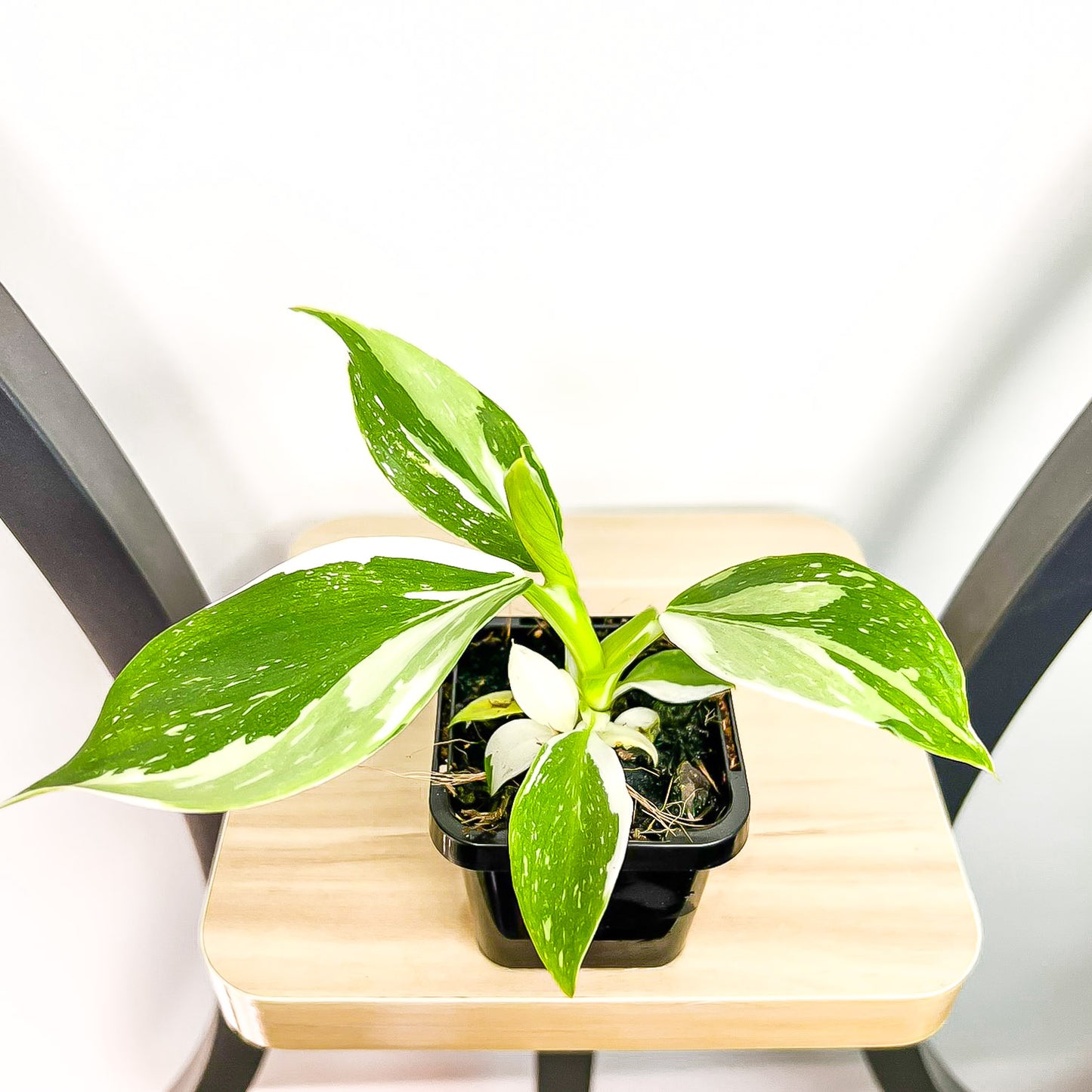 Philodendron White Wizard