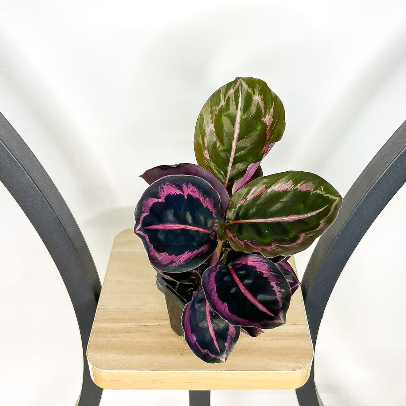 Calathea Red Mojo | The Plant Boys