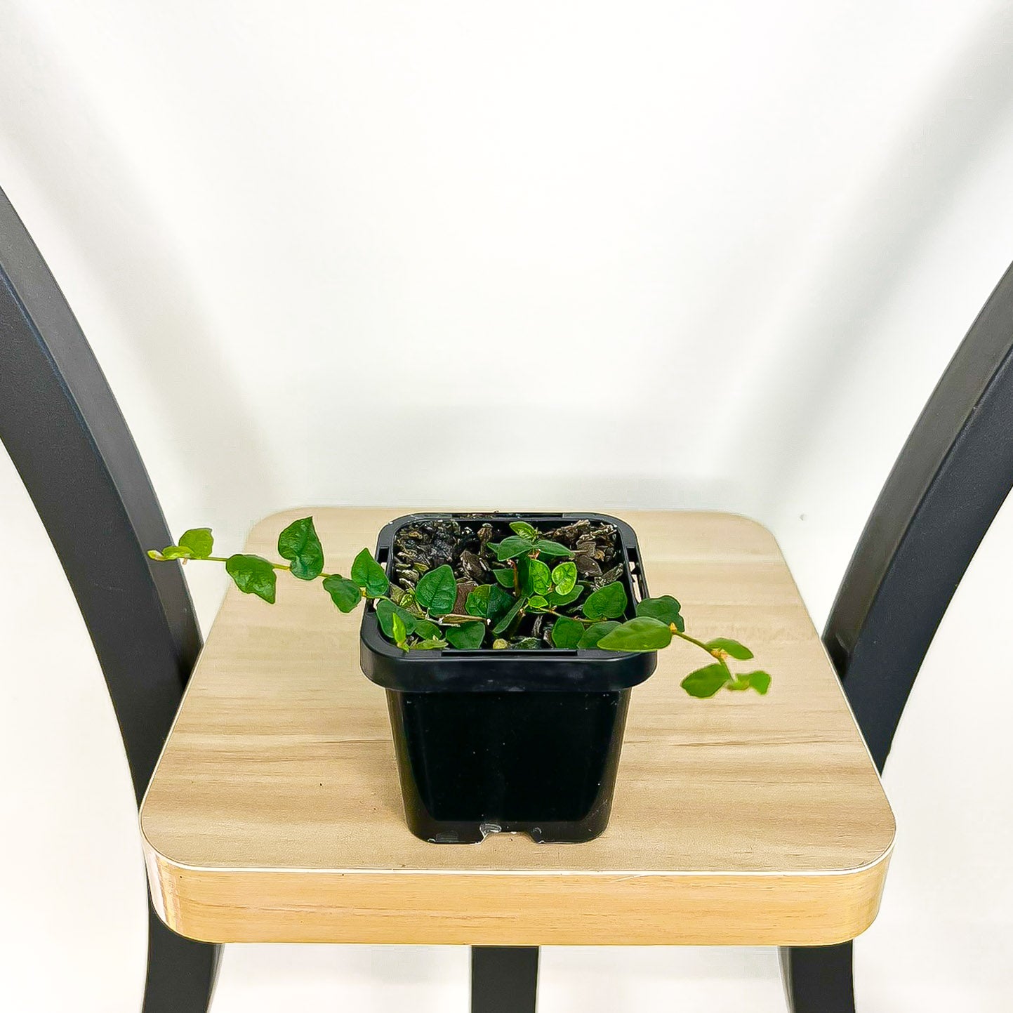 Ficus Pumila Minima Creeping Fig