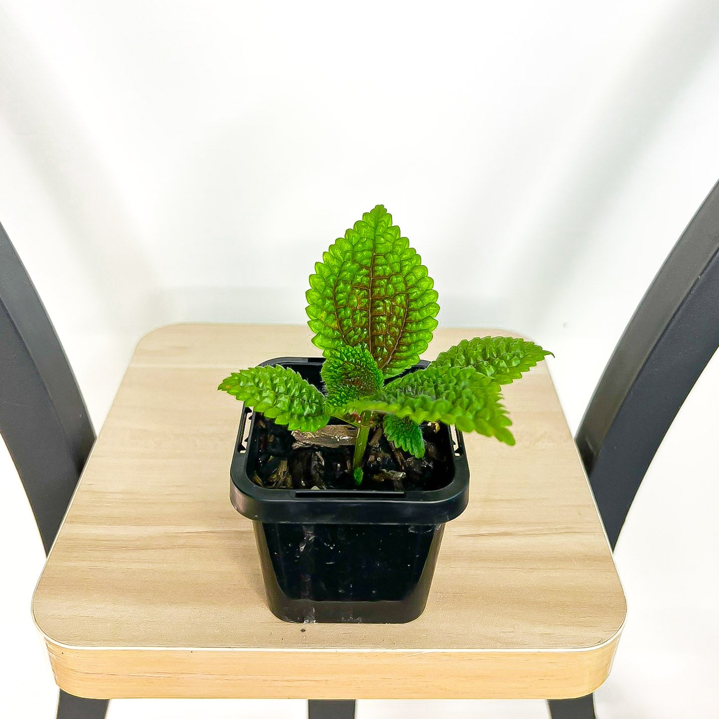 Pilea Moon Valley | The Plant Boys
