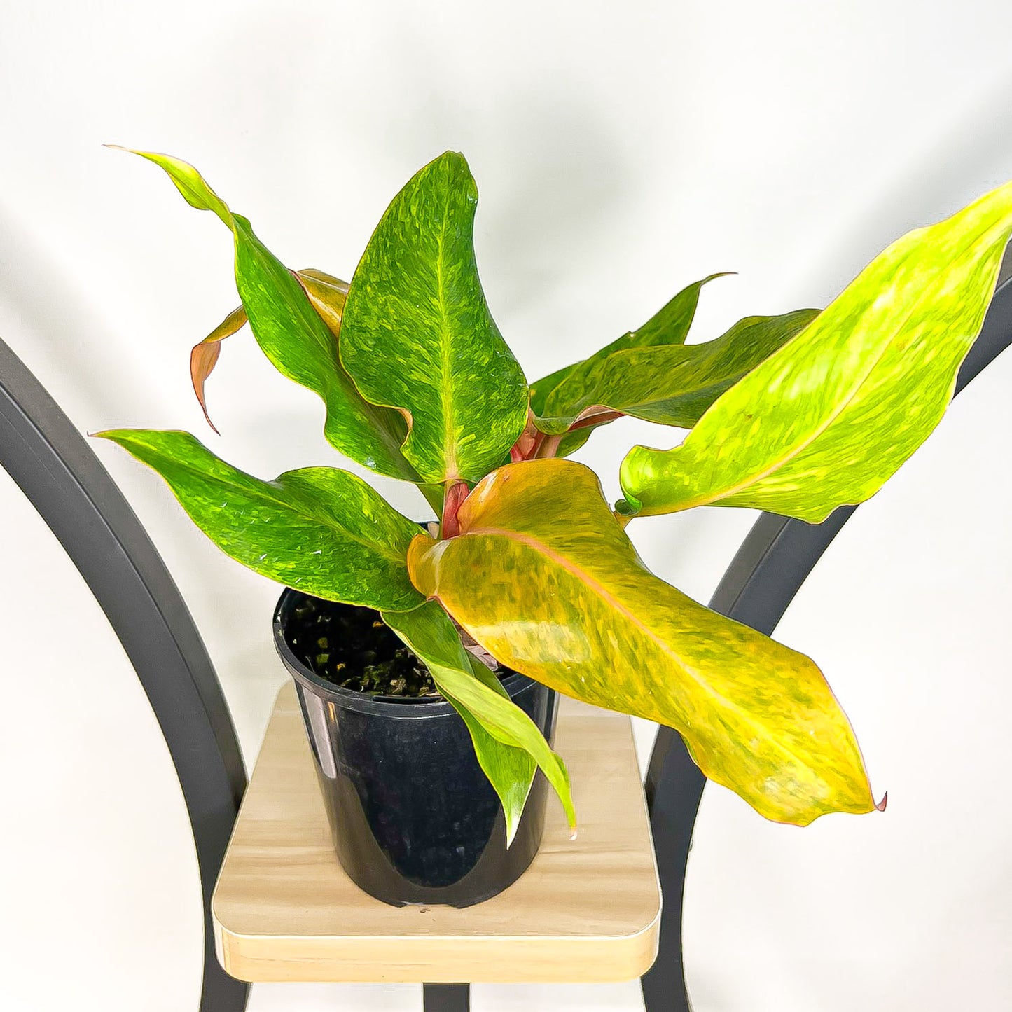 Philodendron Autumn Queen