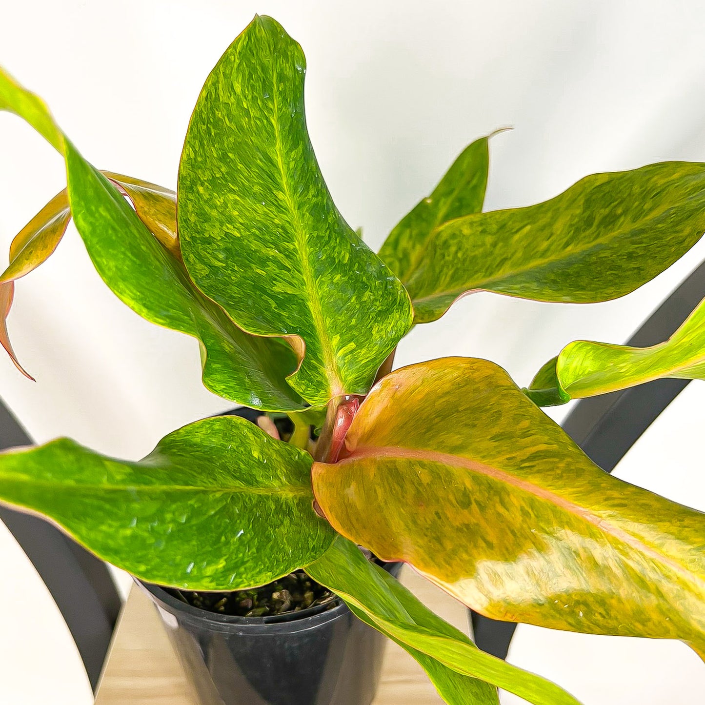 Philodendron Autumn Queen