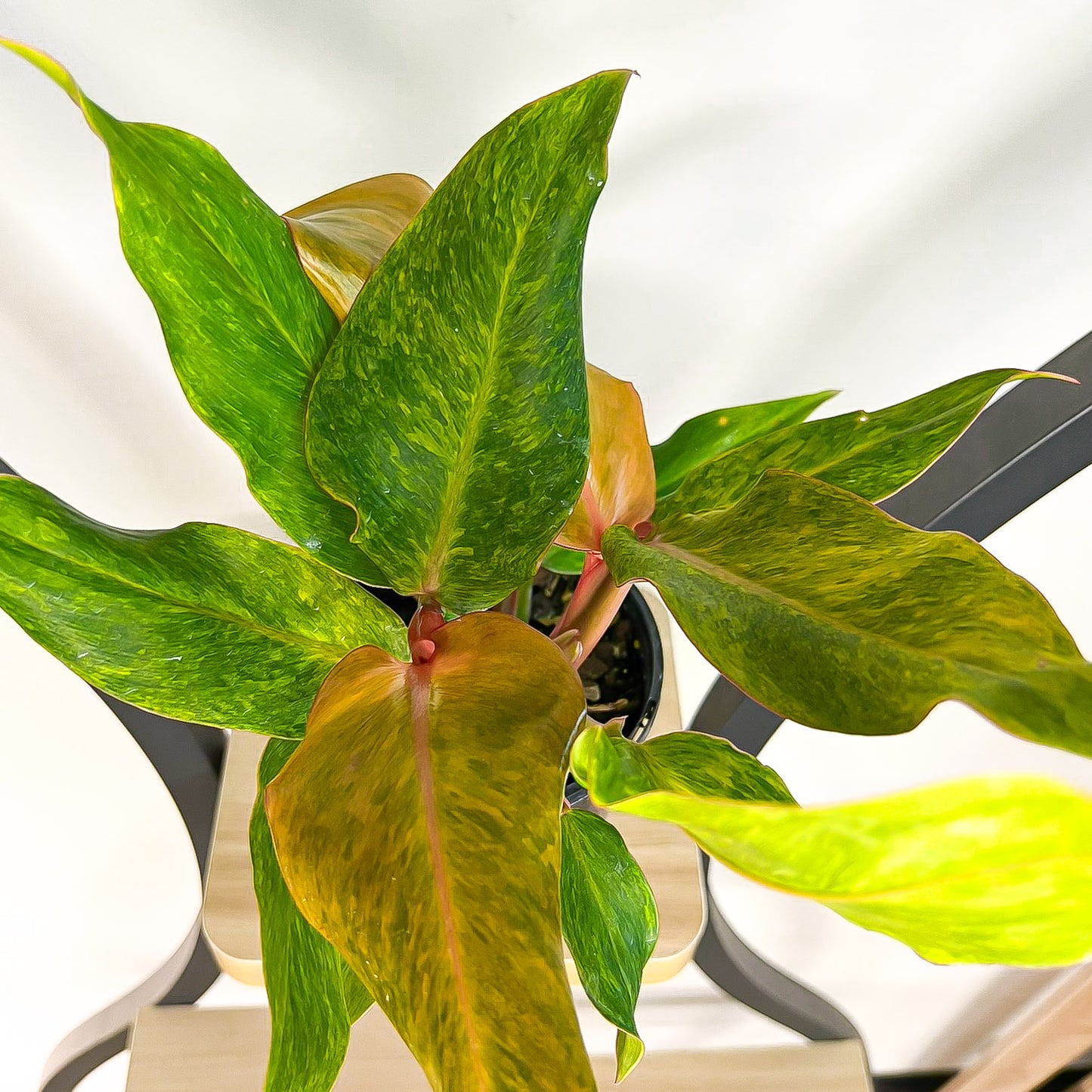 Philodendron Autumn Queen
