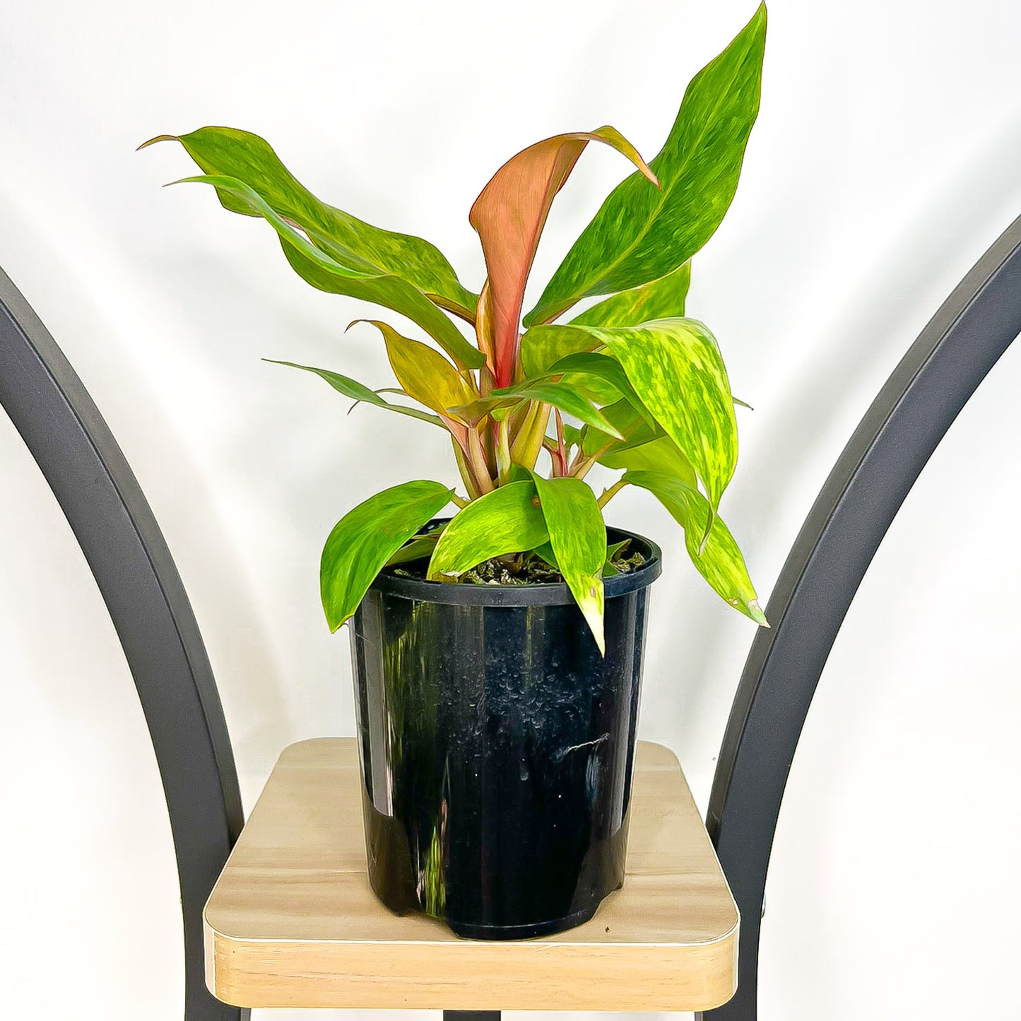 Philodendron Autumn Queen