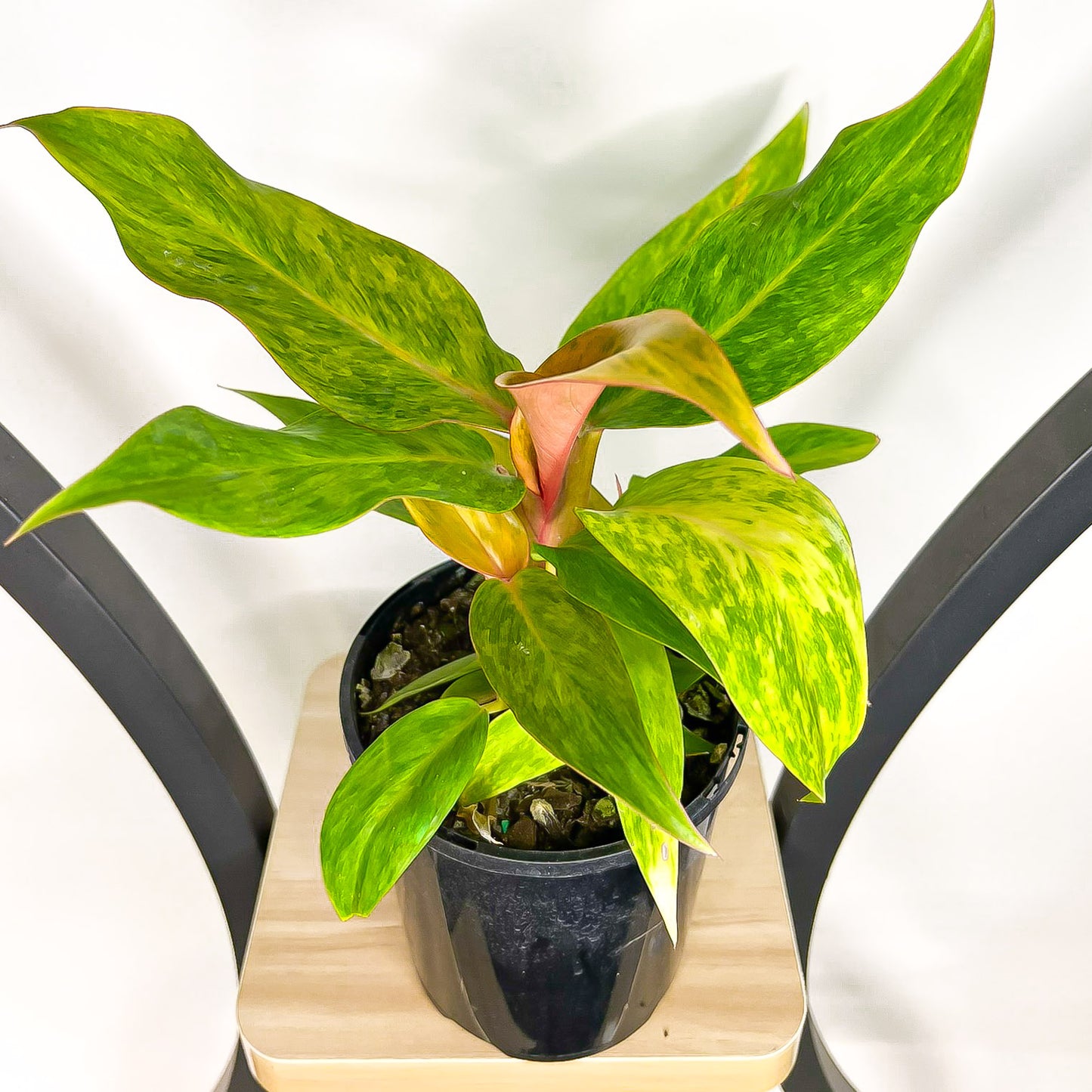 Philodendron Autumn Queen