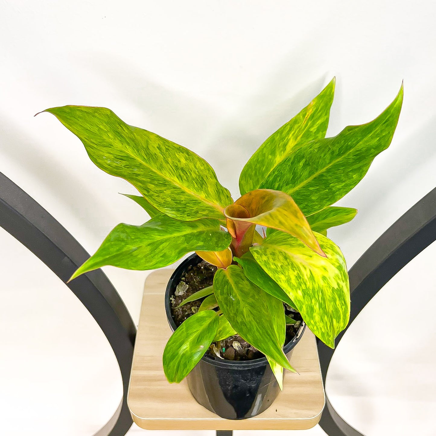 Philodendron Autumn Queen